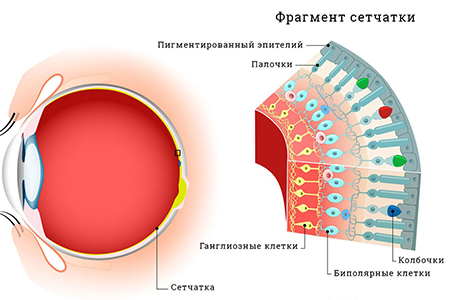 Изображение &mdash; Схема строения сетчатки глаза